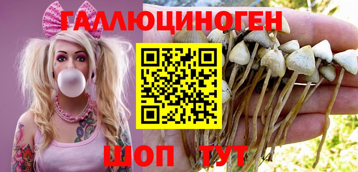 Камышин  Псилоцибиновые грибы Psilocybine cubensis  Вход с VPN 